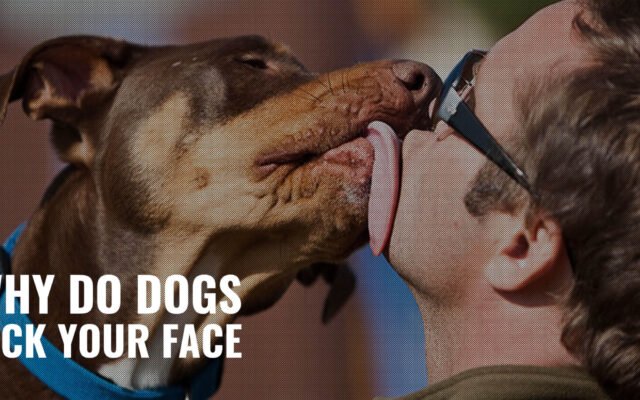 Why Do Dogs Lick You?