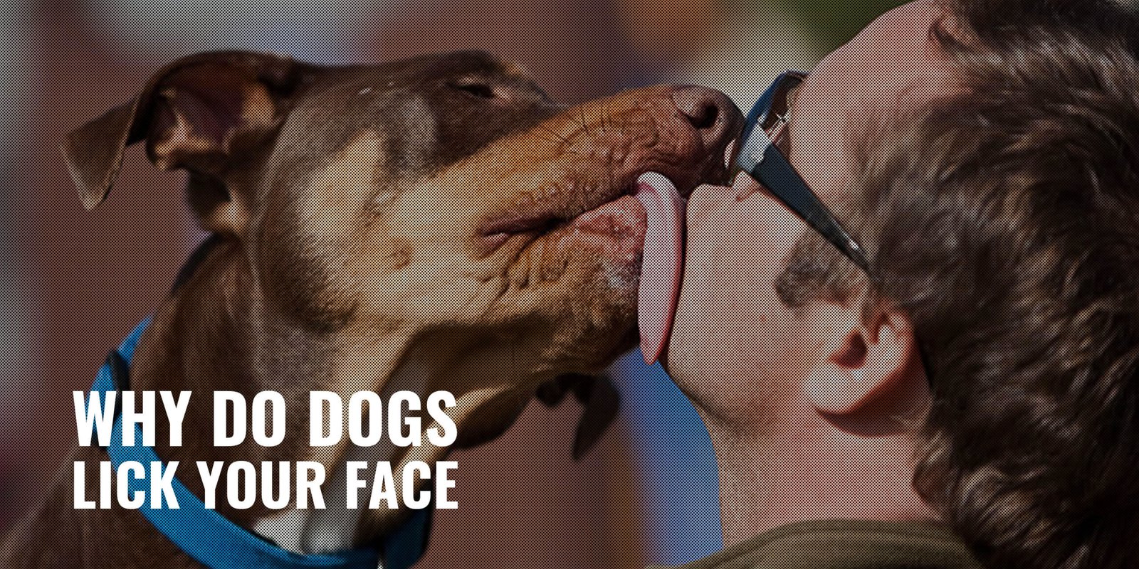 Why Do Dogs Lick You?