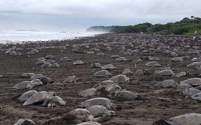 More Than 300,000 Olive Ridley Sea Turtles Storm Mexico's Pacific Coast in 48-Hour Mass Nesting Event