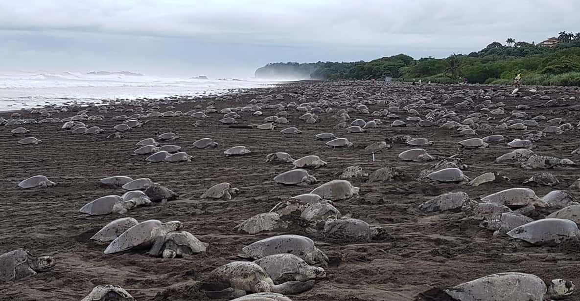 More Than 300,000 Olive Ridley Sea Turtles Storm Mexico's Pacific Coast in 48-Hour Mass Nesting Event
